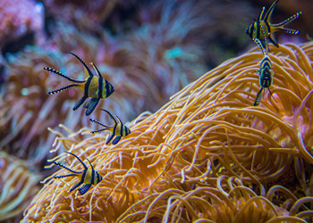 SEA LIFE Sydney Aquarium